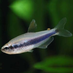 「熱帯魚」インパクティスケリー（ブリード） インドネシア便 「淡水魚」「観賞魚」アクアリウム