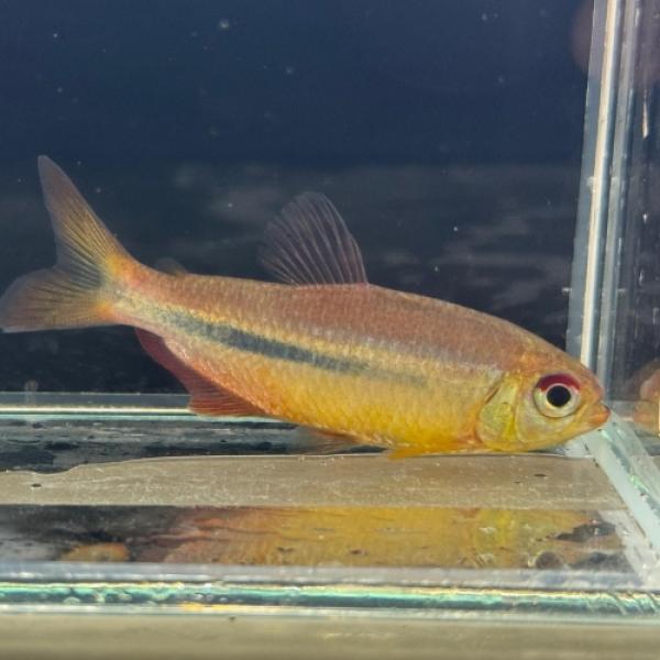 「熱帯魚」ギャラクシーテトラ（リオ　イサナ ）  　 ブラジル便 掘り出し物 「淡水魚」「熱帯魚」「...