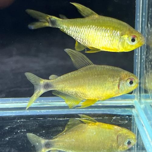 キティテトラ（ブリード）ＭＬ中国便「淡水魚」「熱帯魚」「観賞魚」アクアリウム