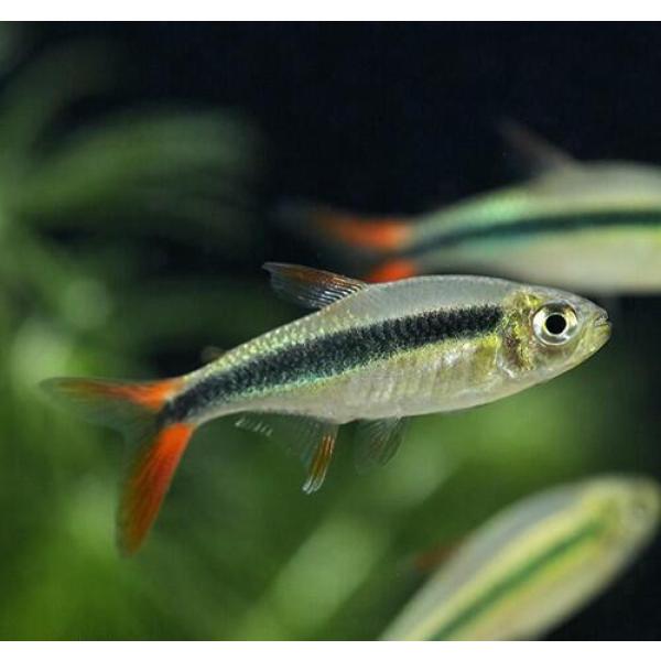 「熱帯魚」レッドフィンペンギンテトラ（ブリード）中国便　上海便　「淡水魚」「観賞魚」アクアリウム