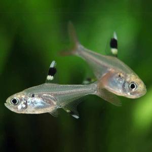「熱帯魚」プリステラ　 インドネシア便 「淡水魚」「観賞魚」アクアリウム