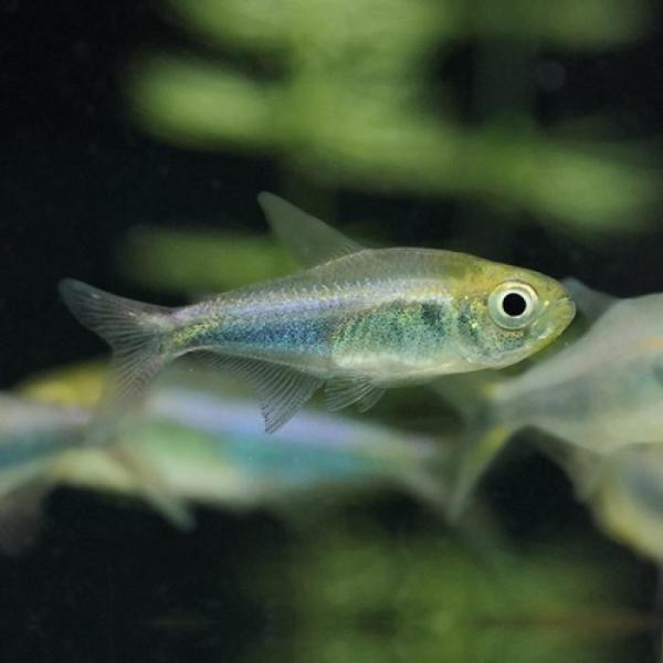 パープルブルーファラガテトラ（ブリード）中国便「淡水魚」「熱帯魚」「観賞魚」アクアリウム