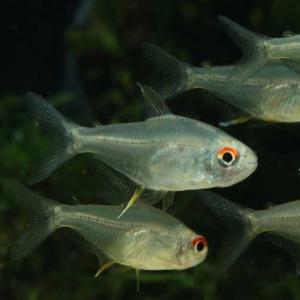 「熱帯魚」レモンテトラ インドネシア便 「淡水魚」「観賞魚」アクアリウム