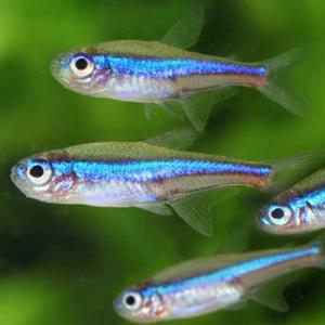グリーンネオンテトラ 　定番商品　おまとめ販売　インドネシア便 「淡水魚」「熱帯魚」「観賞魚」