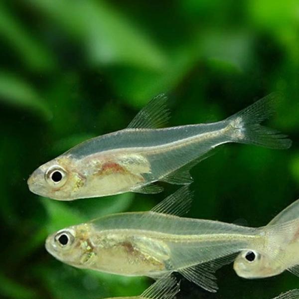 「熱帯魚」ハイフェソブリコン　ミノール ブラジル便 掘り出し物 「淡水魚」「観賞魚」アクアリウム
