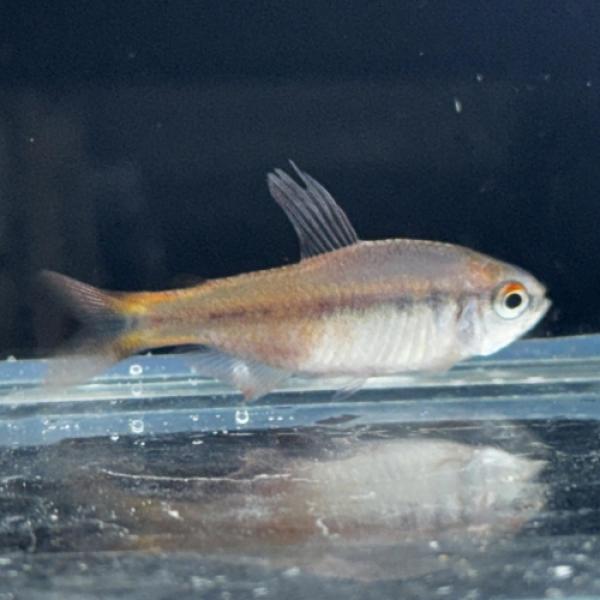 「熱帯魚」ハイフェソブリコンｓｐ（ブリード）中国便「淡水魚」「観賞魚」アクアリウム