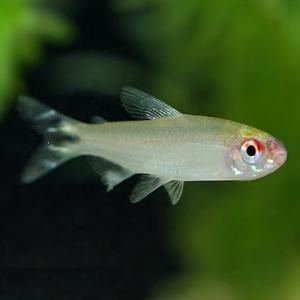 「熱帯魚」ワイルドラミノーズテトラ（リオネグロ） ベレン便「淡水魚」「熱帯魚」「観賞魚」アクアリウム 今だけ・タイムセール！