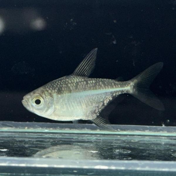 「熱帯魚」フェザーフィンディスクテトラ(ローライマ)　ブラジル便 掘り出し物 「淡水魚」「熱帯魚」「...