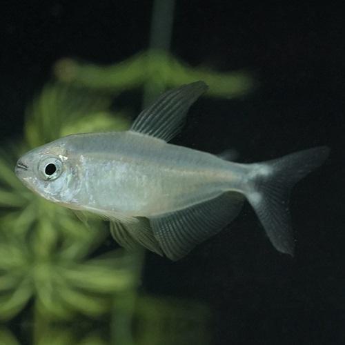 ハイフェソブリコン・プロキオン（ブリード） 中国便 上海便 「淡水魚」「熱帯魚」「観賞魚」アクアリウ...