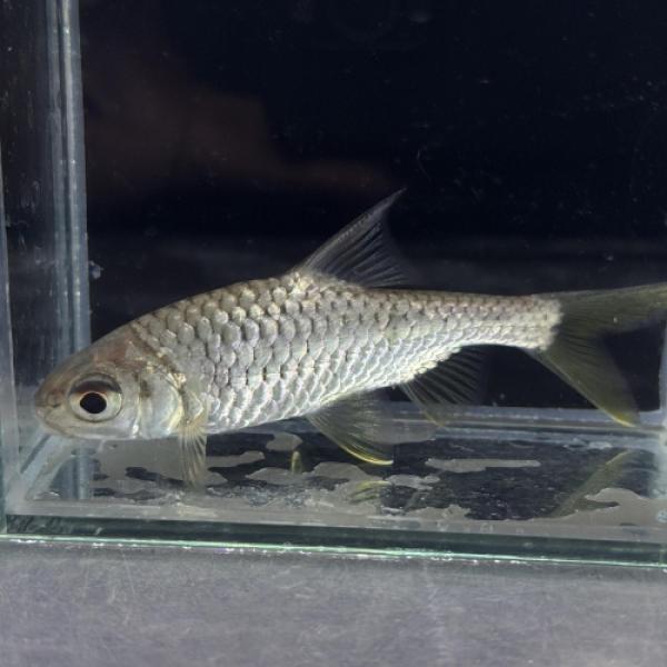 「熱帯魚」ミスタコレウクス・マルギナータス（中国）中国　上海便「淡水魚」「観賞魚」アクアリウム