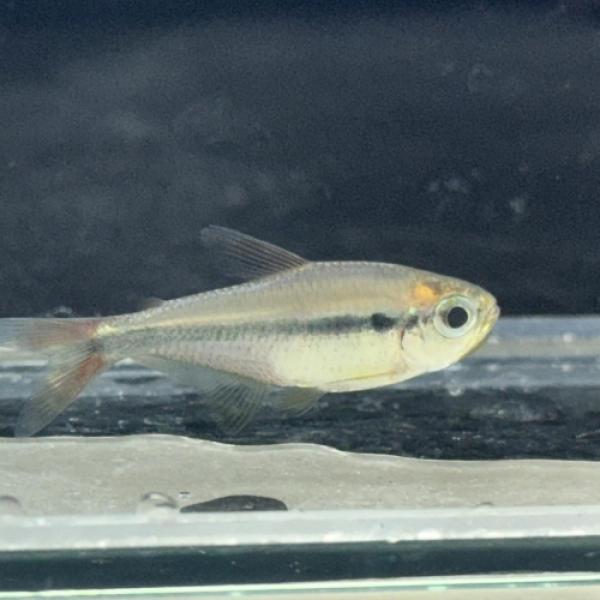 モンクホーシャspミスティックブルー（ブリード）中国便「淡水魚」「熱帯魚」「観賞魚」アクアリウム