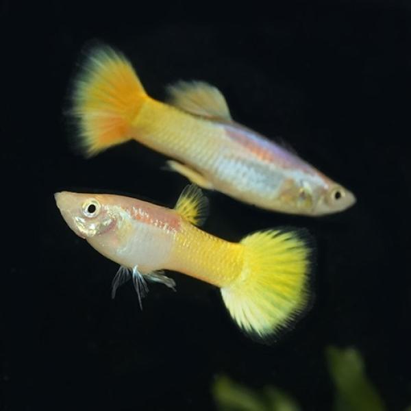 「熱帯魚」輸入グッピー フルゴールド（ペア） ベトナム便 「淡水魚」「観賞魚」アクアリウム