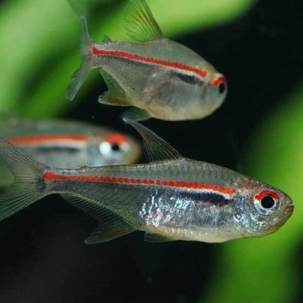 「熱帯魚」ハイフェソブリコン・アマパエンシス（ブリード）中国便　上海便　「淡水魚」「観賞魚」アクアリ...