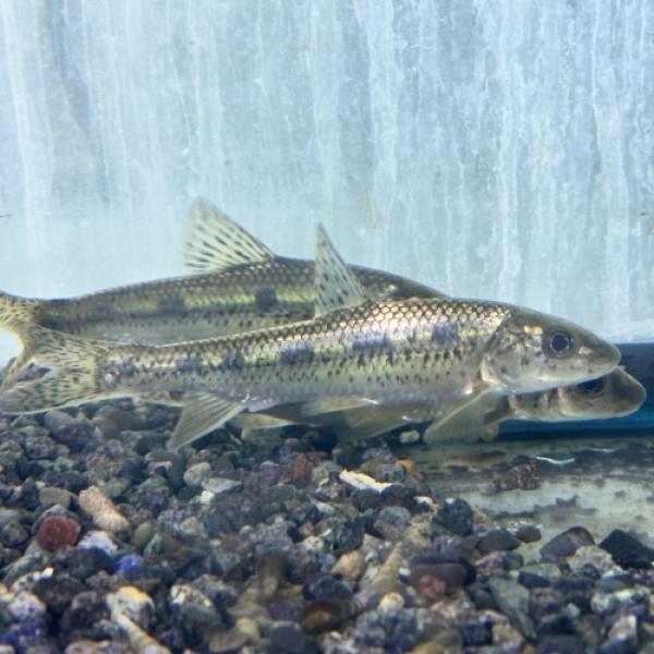 「熱帯魚」ベリゴビオ・ヌムミフェール（中国）中国便「淡水魚」「観賞魚」アクアリウム