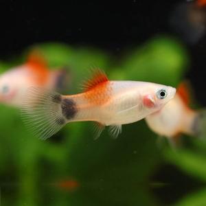 「熱帯魚」レッドトップホワイトミッキーマウスプラティ「観賞魚」「アクアリウム」 インドネシア便