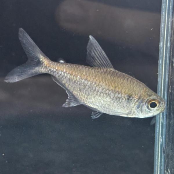 「熱帯魚」スノームーンコギャルテトラ中国便「淡水魚」「観賞魚」アクアリウム