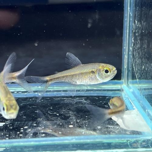 スカーレットムーンテトラ（ブリード）中国便「淡水魚」「熱帯魚」「観賞魚」アクアリウム