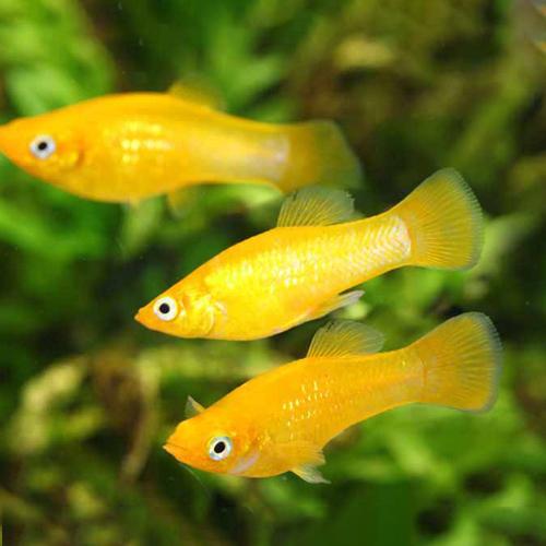 ブラッドオレンジモーリー　定番商品【熱帯魚】【観賞魚】【アクアリウム】