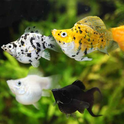 バルーンモーリーＭＩＸ 【カラフル】【バルーン】【熱帯魚】【観賞魚】【アクアリウム】