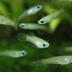 「熱帯魚」アフリカンランプアイ（ブリード）（ＳＭ） 掘り出し物 「淡水魚」「観賞魚」アクアリウム