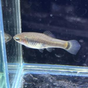 「熱帯魚」キフォフォルス・キフィディウム(EUブ...の商品画像