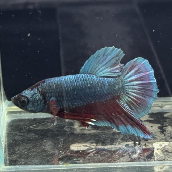 「熱帯魚」プラカットハーフムーン　ブルー（オス） ベトナム便 「淡水魚」「観賞魚」アクアリウム