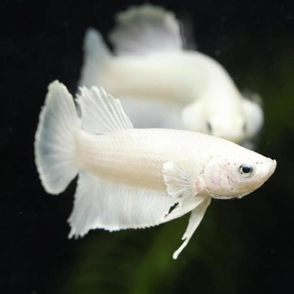 「熱帯魚」プラカットハーフムーン・プラチナホワイト （オス）(4-5cm)「観賞魚」「アクアリウム」...