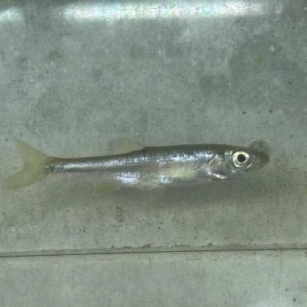 「熱帯魚」シニブラマsp（中国）中国便「淡水魚」「熱帯魚」「観賞魚」アクアリウム