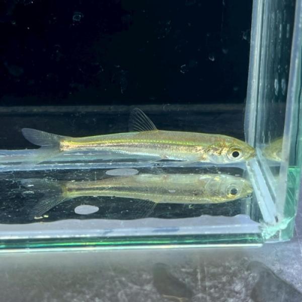 「熱帯魚」アナバリリウス・デュオイエンシス(中国)中国便「淡水魚」「熱帯魚」「観賞魚」アクアリウム