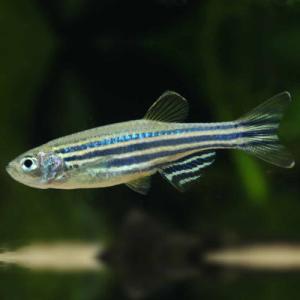 「熱帯魚」ゼブラダニオ「観賞魚」「アクアリウム」 インドネシア便