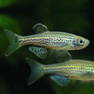 「熱帯魚」レオパードダニオ　 ベトナム便 「淡水魚」「観賞魚」アクアリウム