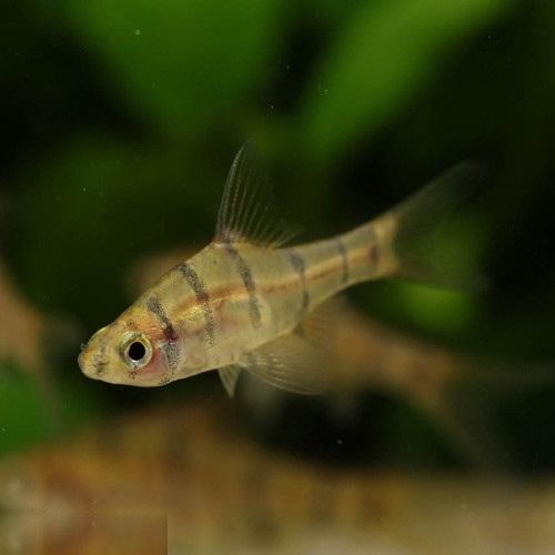 「熱帯魚」フォールスバルブ　 　 インドネシア便 「淡水魚」「熱帯魚」「観賞魚」アクアリウム