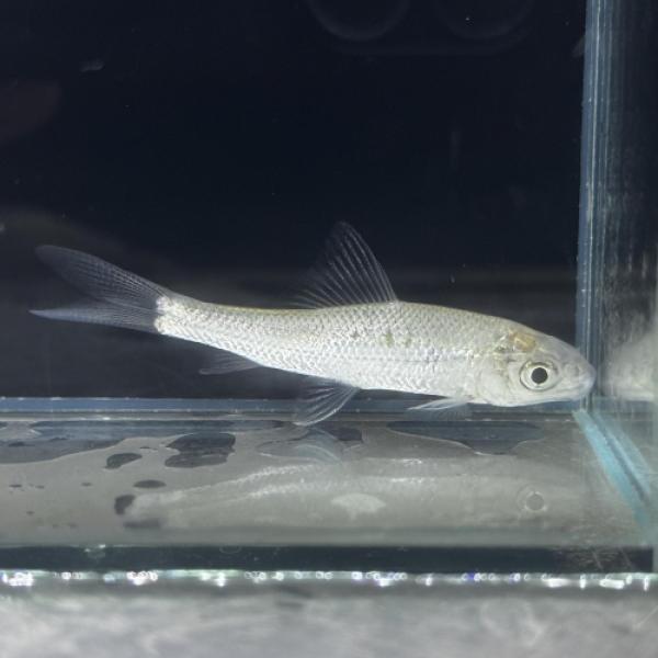 「熱帯魚」トール・プティトラ（中国）中国便「淡水魚」「観賞魚」アクアリウム