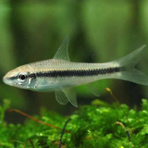 「熱帯魚」サイアミーズフライングフォックス中国便「淡水魚」「観賞魚」アクアリウム