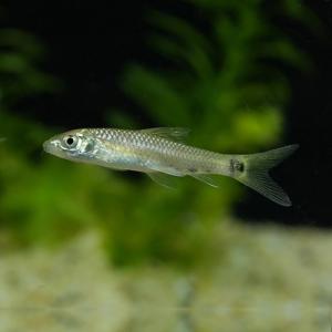 「熱帯魚」シルバーフライングフォックス中国便「淡...の商品画像