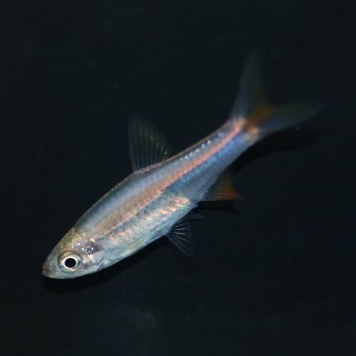 「熱帯魚」レッドチェリーラスボラ 掘り出し物 「淡水魚」「観賞魚」アクアリウム