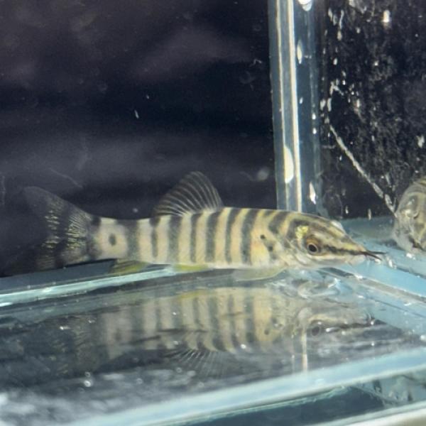 「熱帯魚」バードモレイローチ インドネシア便 「淡水魚」「観賞魚」アクアリウム