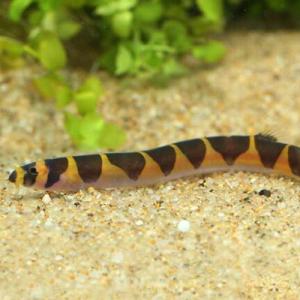 「熱帯魚」クーリーローチ　 インドネシア便 「淡水魚」「観賞魚」アクアリウム