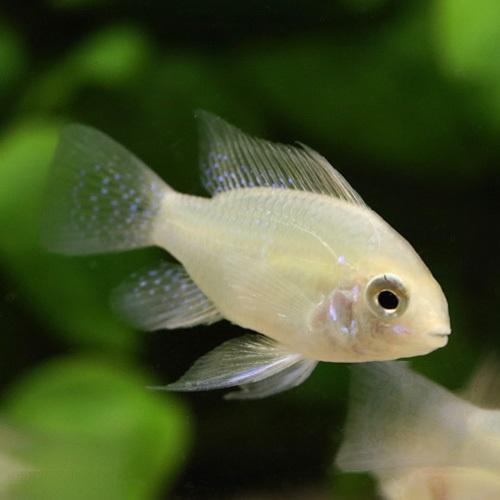 「熱帯魚」ゴールデンラミレジ 掘り出し物 「淡水魚」「観賞魚」アクアリウム