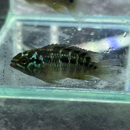 「熱帯魚」イバナカラ・ビマクラータ（ＥＵブリード）　(雌雄判別不可）チェコ便「淡水魚」「観賞魚」アク...