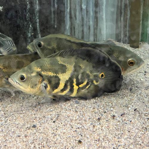 「熱帯魚」ワイルドオスカー（マナカプル）（L)　※現地買付人セレクト ブラジル便 掘り出し物 「淡水...
