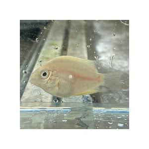 ゴールデンセベラム　 6月新入荷商品　熱帯魚　淡水魚　20240603｜未来アクアリウムヤフー店