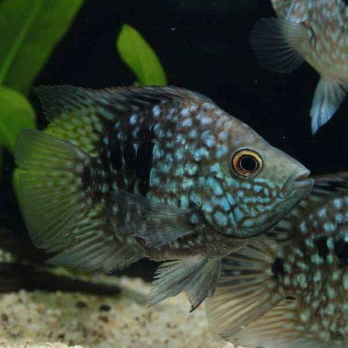 「熱帯魚」バルーンテキサスシクリッド 掘り出し物 「淡水魚」「熱帯魚」「観賞魚」アクアリウム