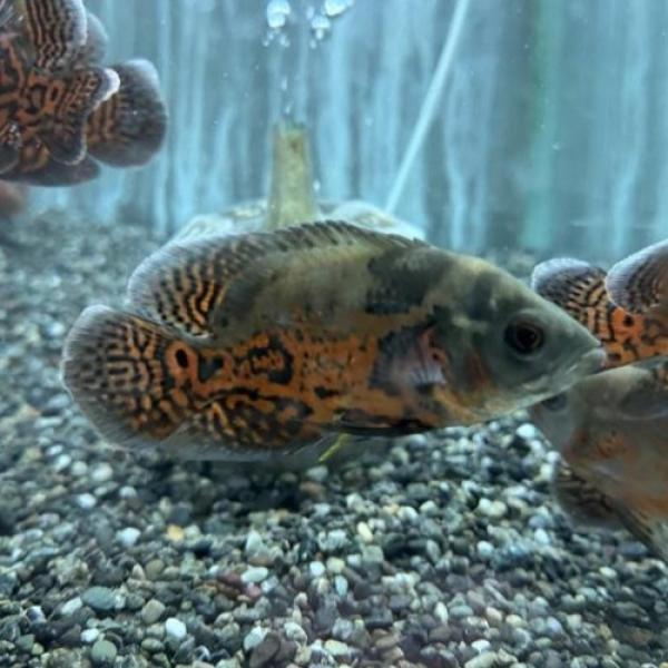 「熱帯魚」ルビーレッドオスカー中国便「淡水魚」「観賞魚」アクアリウム