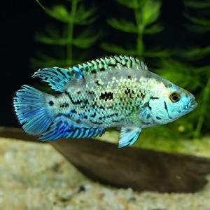 「熱帯魚」コバルトブルーデンプシー 掘り出し物 「淡水魚」「観賞魚」アクアリウム