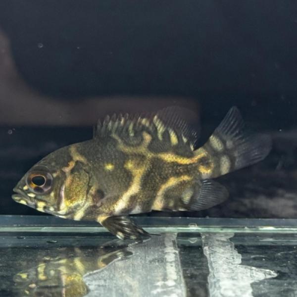 「熱帯魚」ワイルドレッドオスカー（サンフランシスコ）　 ブラジル便 掘り出し物 「淡水魚」「観賞魚」...