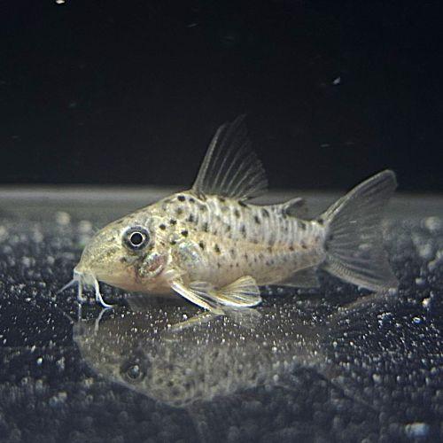 「熱帯魚」Ｃｏ，レナ（ブリード）（ＣＷ１６２）中国便　上海「淡水魚」「熱帯魚」「観賞魚」アクアリウム