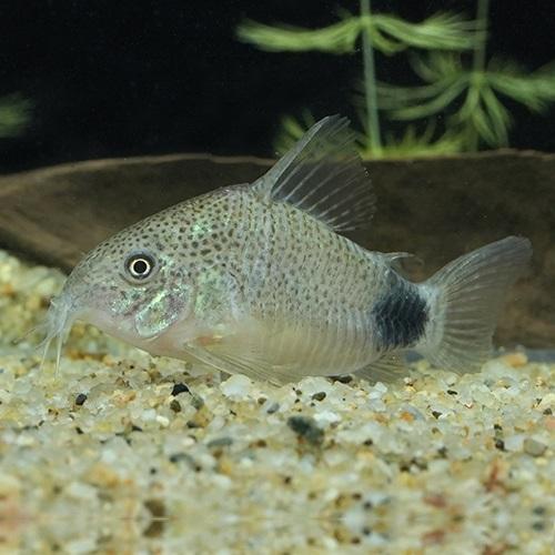 「熱帯魚」「レア」Ｃｏ,カウディマキュラータ（グァポレ） ブラジル便 掘り出し物 「淡水魚」「観賞魚...