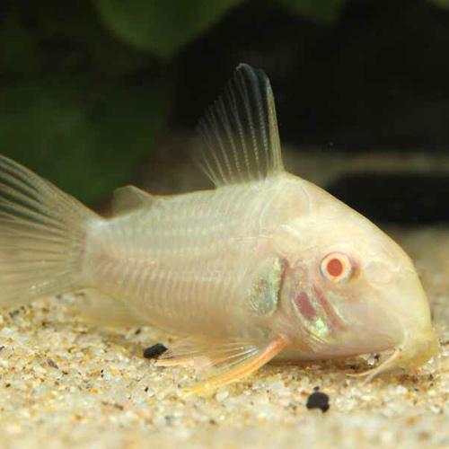 「熱帯魚」Ｃｏ，アルビノステルバイ（ブリード） ベトナム便 「淡水魚」「観賞魚」アクアリウム