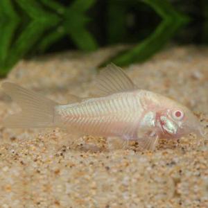 「熱帯魚」コリドラス アルビノアエネウス「観賞魚...の商品画像